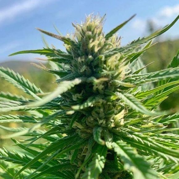 Meet your Posher, Shaun - Picture 1 of 1